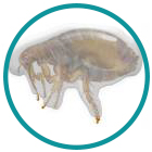 flea stage 2